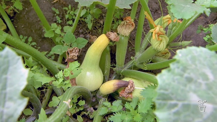 Plants fruit with the ends shrivelled up at the top