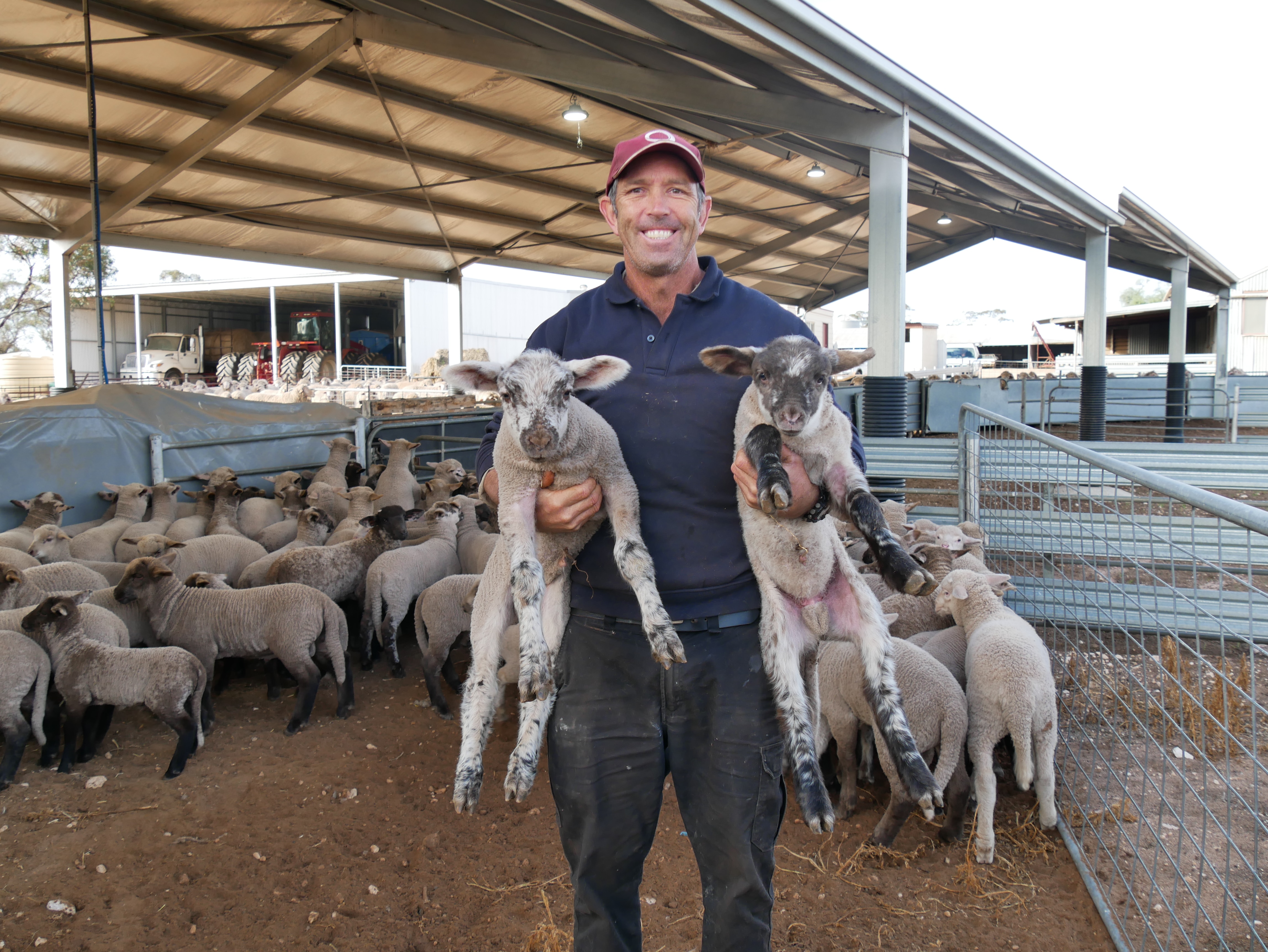 Farmer celebrates lamb birth boom as twins and triplets thrive