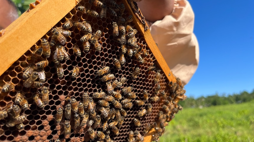 Man holds honeybee hive cell up with bees on it