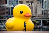 A woman walks past Florentijn Hofman’s giant Rubber Duck installation at Darling Harbour in Sydney.