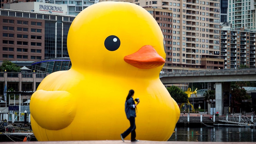 Giant duck turns heads on Sydney Harbour
