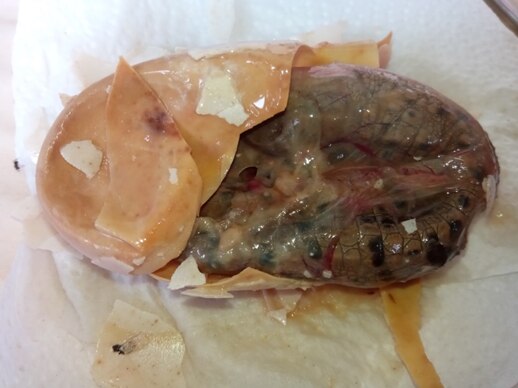 A crocodile foetus inside a cracked egg.