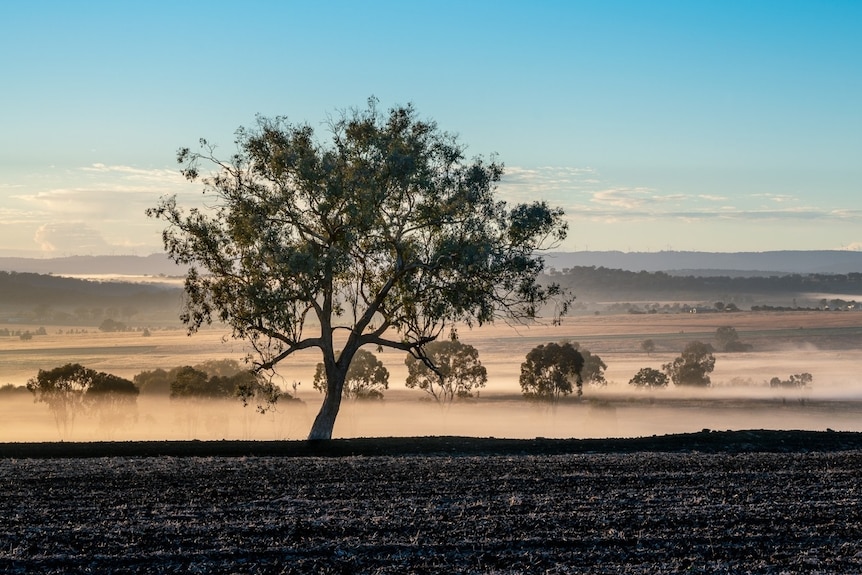 Mist over a paddock, with a tree in the centre, taken outside of Inverell, NSW.