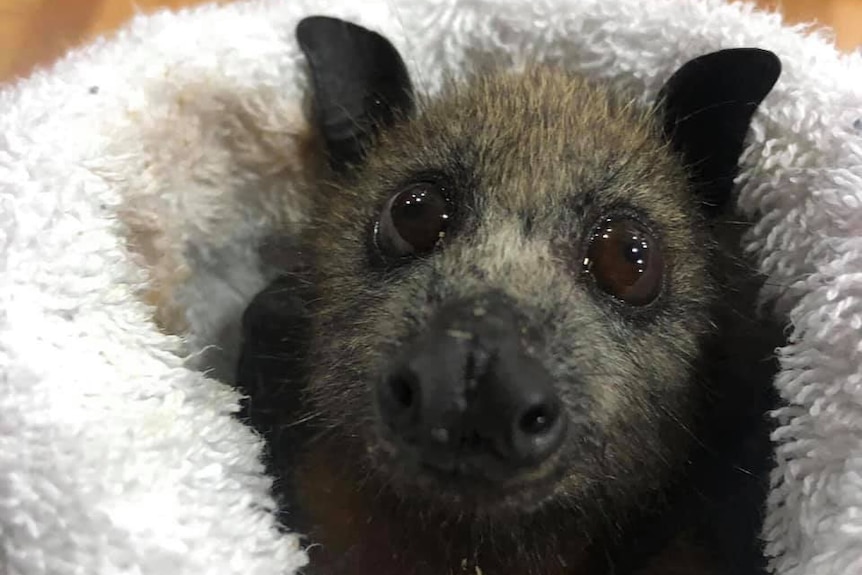 Angus the bat looks up longingly while in a volunteer's care