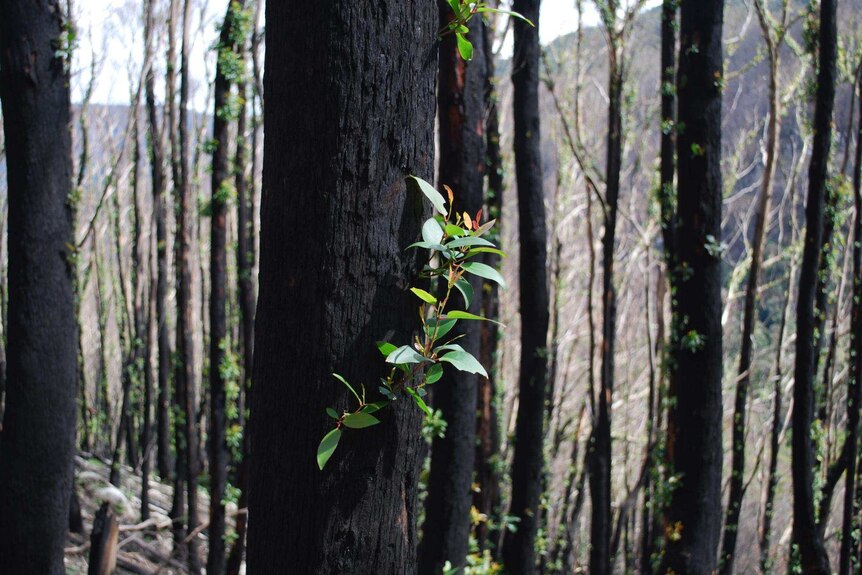 Eucalypt resprouts after fire