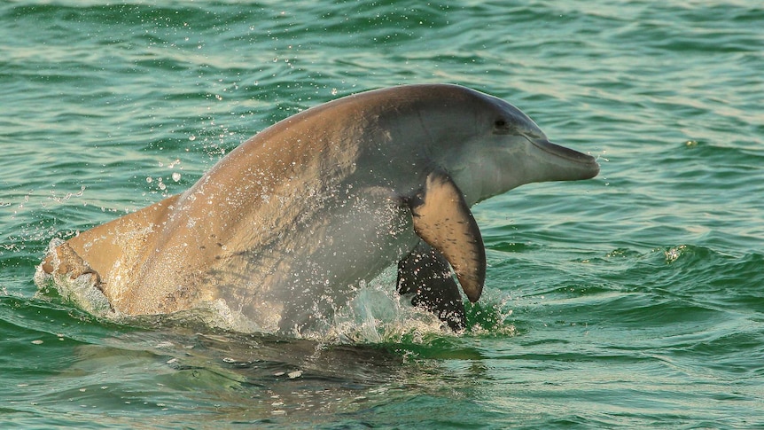 Stable Port Stephens dolphin population