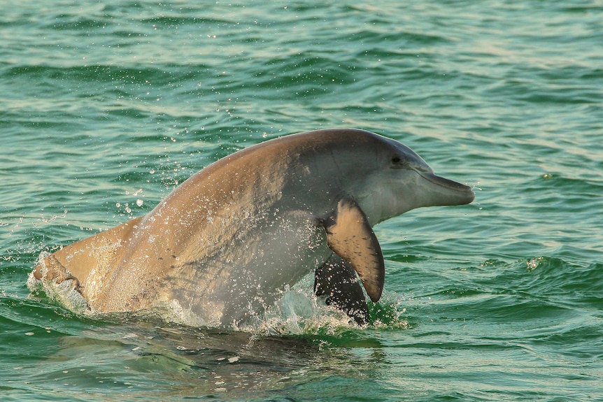 Stable Port Stephens dolphin population
