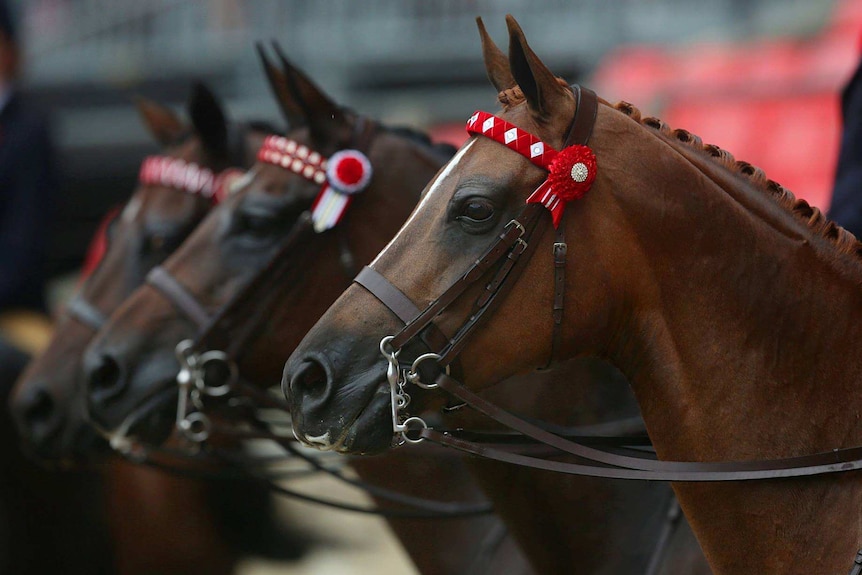 Horses lined up at the Sydney Royal Easter Show