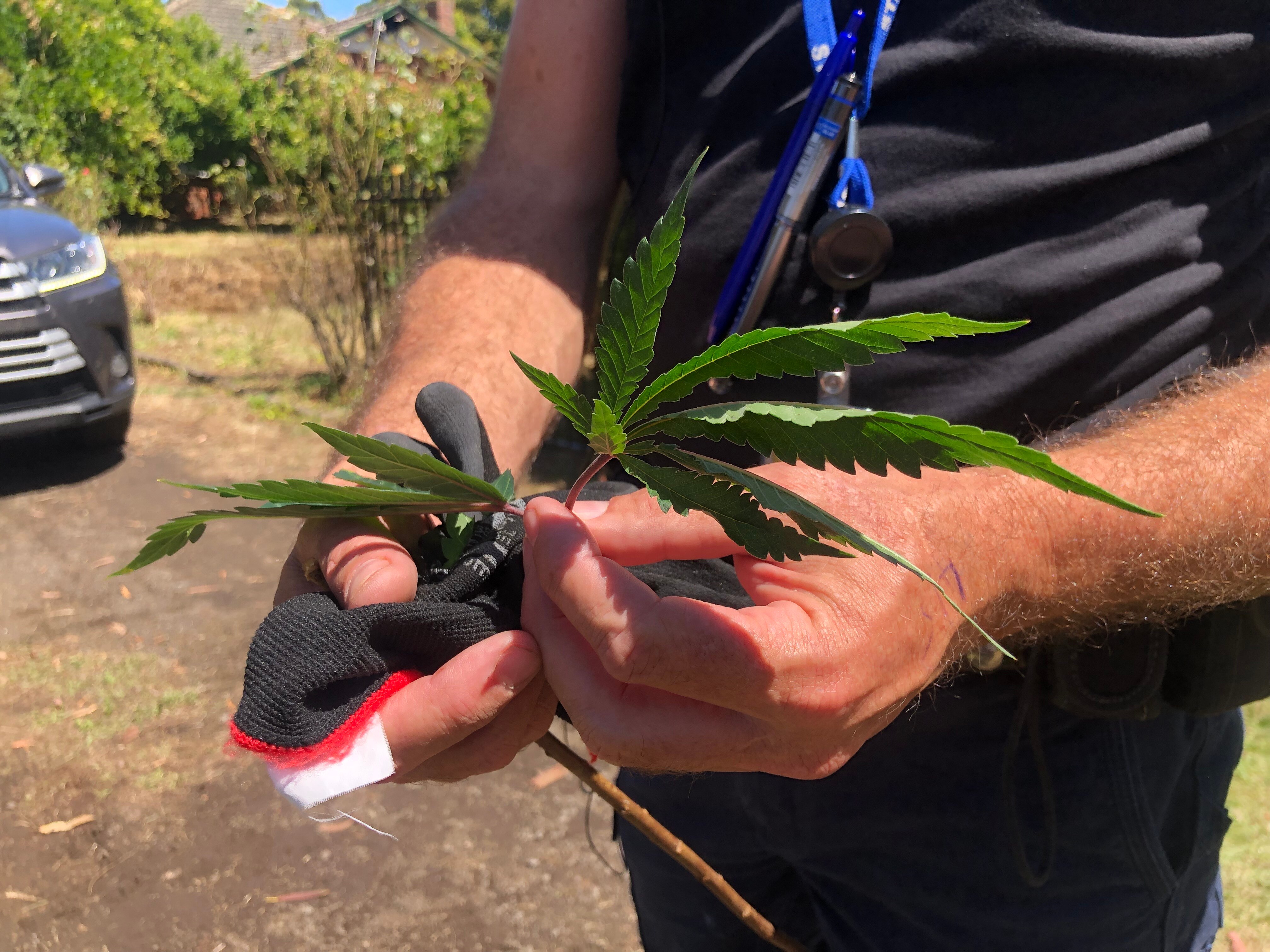 Camperdown house fire uncovers significant cannabis growing operation