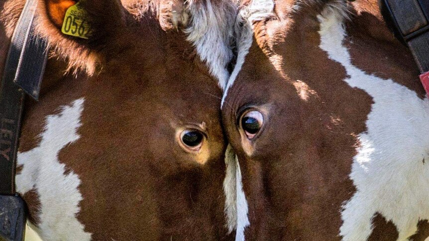 Two cows challenge each other.