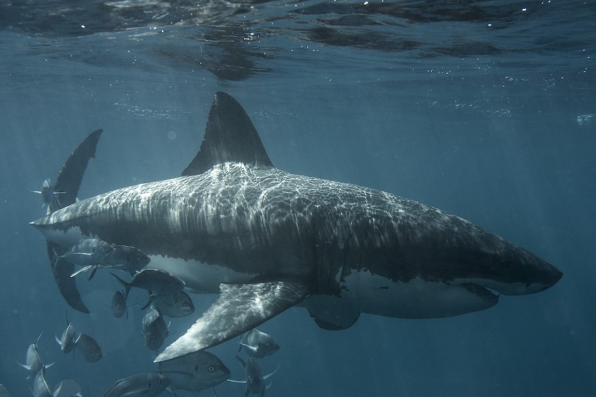 A grey shark with a white belly swims with school of fish.