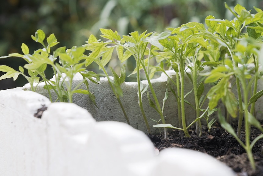 tomato seedlings growing, they might be heirlooms or hybrids, but they're a great home veggie patch or hobby farm.