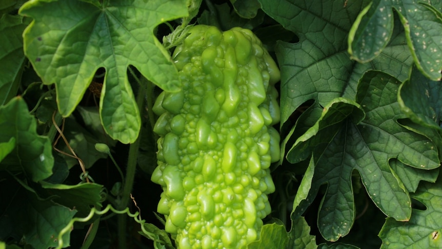 A bitter gourd hanging on a vine