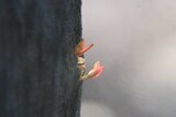 Epicormic shoots sprout on some peppermint gums which were burnt during the Victorian bushfires.