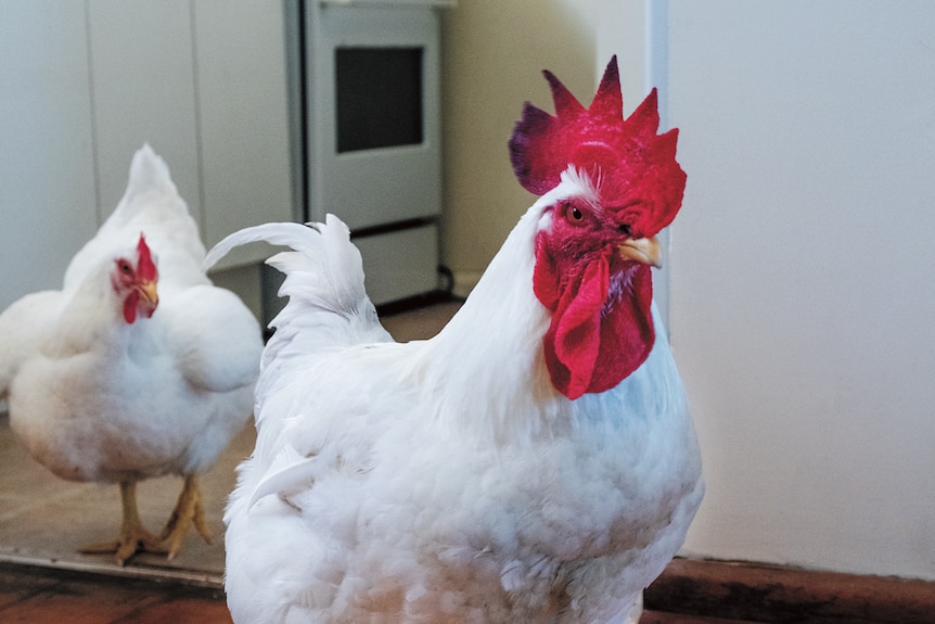 A white rooster and hen strut through a kitchen