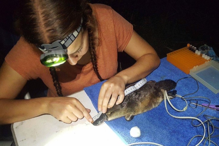 A researcher measures the bill of a small platypus.
