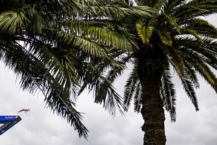 Gary Hunt plonge d'une plateforme derrière des palmiers