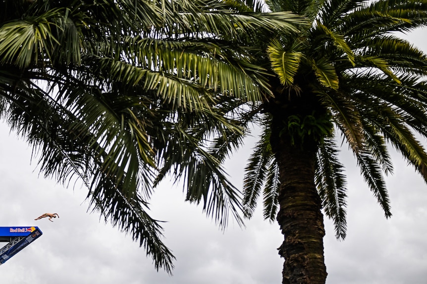 Gary Hunt jumps off platform behind palm tree