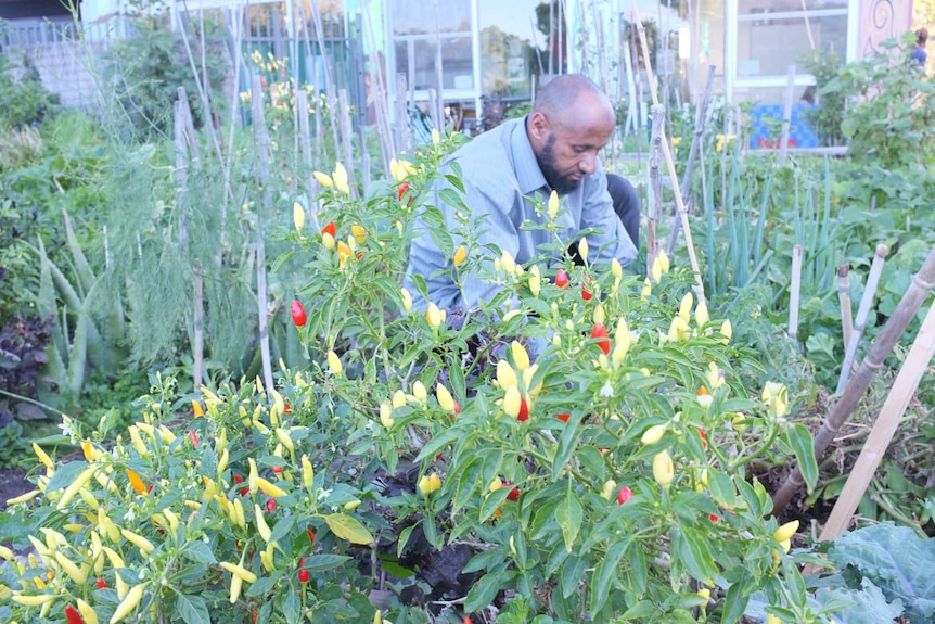 Mustafa Adem kneels while tending a chilli plant in his Fitzroy garden.