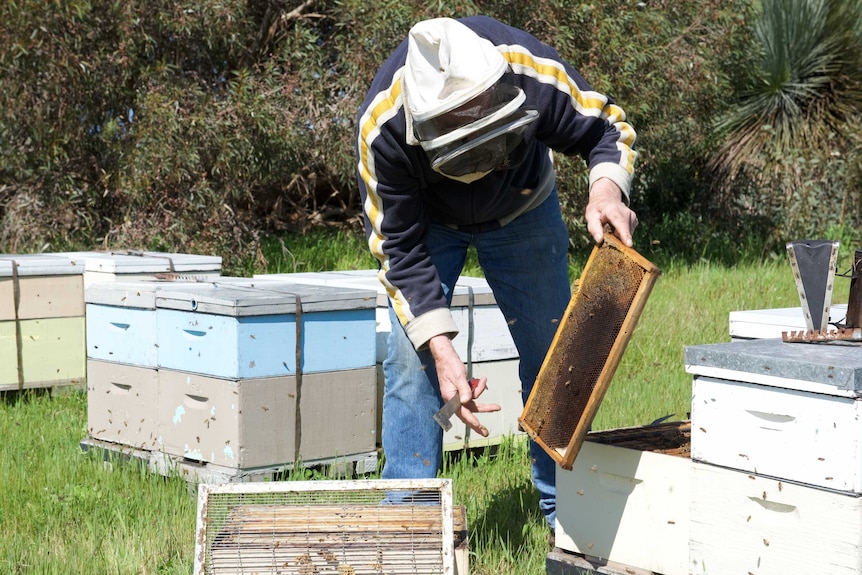 Dave Clifford collects honey from bee hives at a property on Kangaroo Island