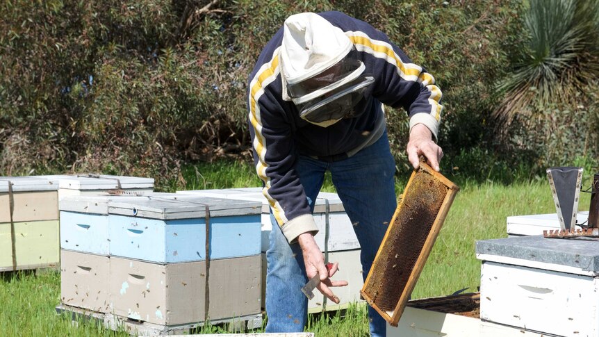 Dave Clifford collects honey from bee hives at a property on Kangaroo Island