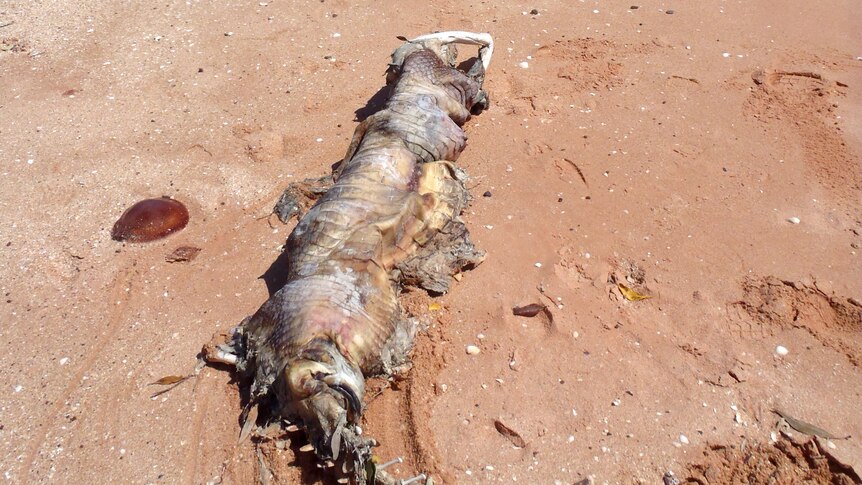 Decomposing crocodile illegally shot near Broome.