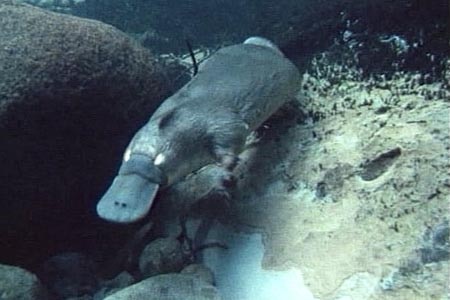 A platypus