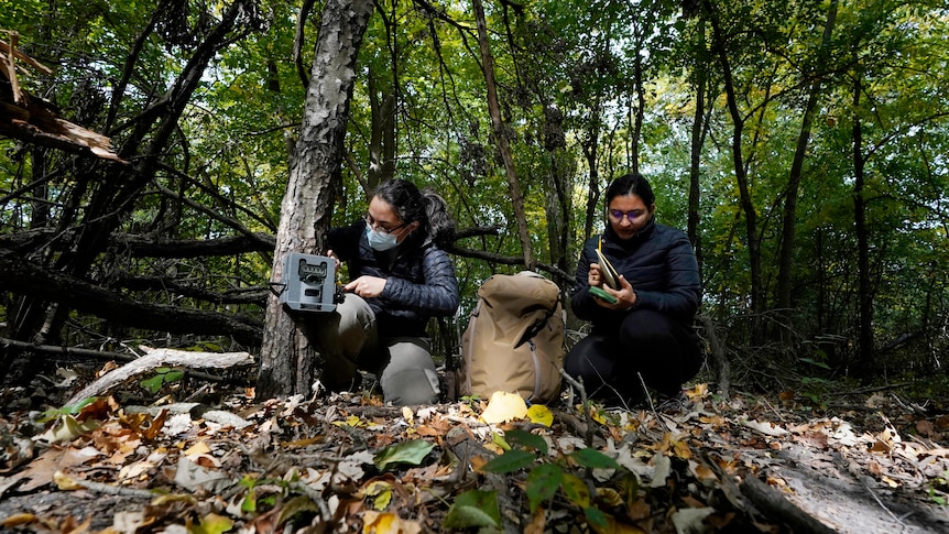 One woman kneels by a tree on the forest floor attaching a camera, as another woman beside her takes notes. 