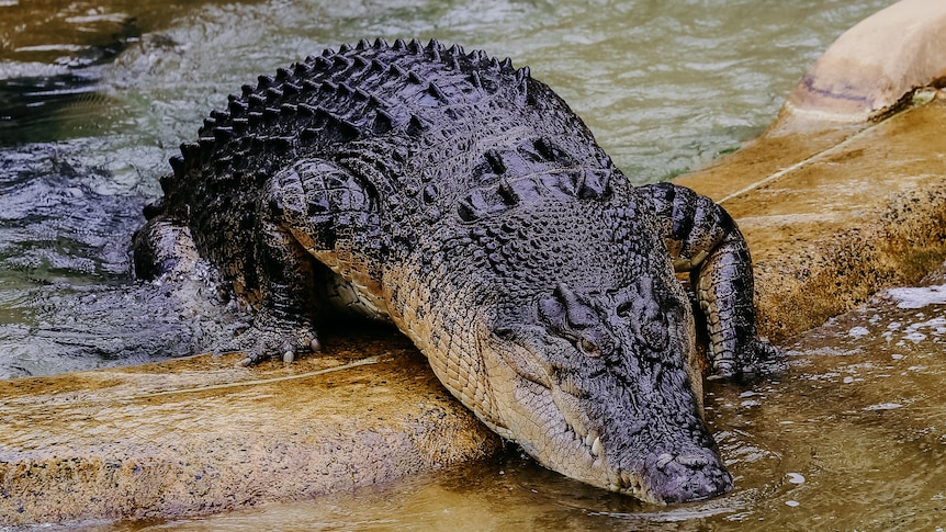 A fat, black crocodile climbs onto a slightly raised concrete wall between two pools of water.