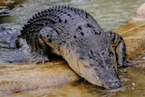 A fat, black crocodile climbs onto a slightly raised concrete wall between two pools of water.