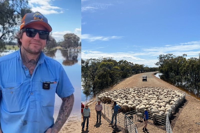 A composite image of a farmer man in cap and sunglasses, and a small group of sheep clustered on a road