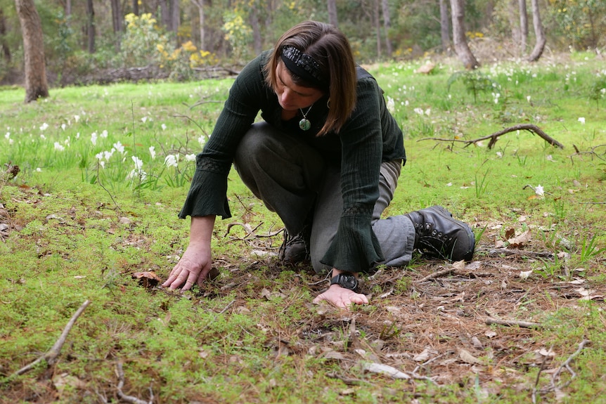 A woman crouched down moving sticks away near some mushrooms. 