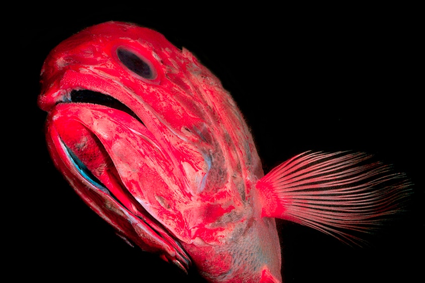 An orange roughy swims in the dark ocean.