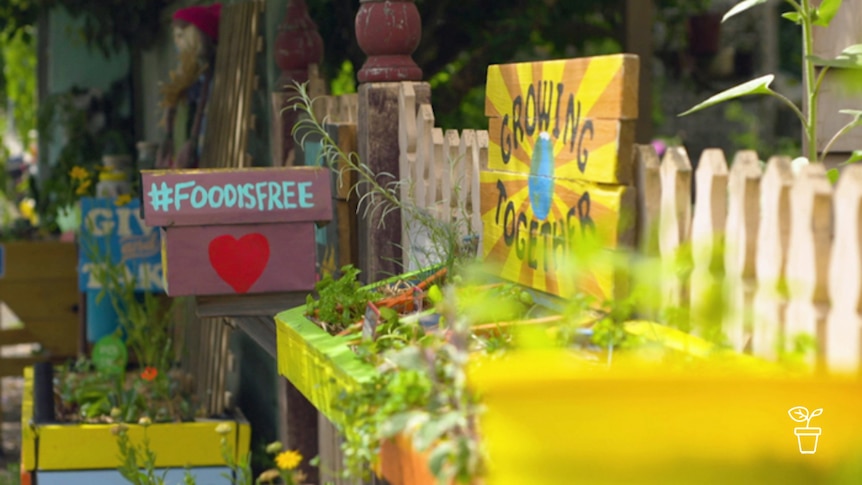 Colourful painted wooden raised boxes along fence with free produce on offer