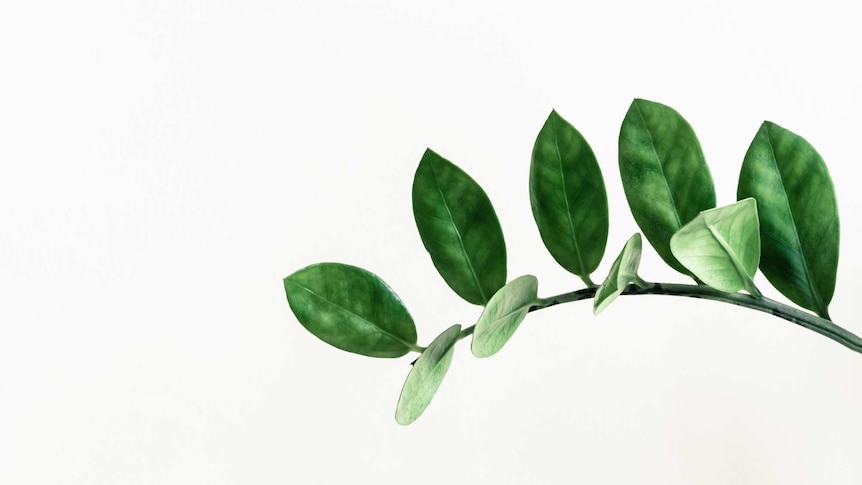 Close-up of a Zanzibar Gem plant stem against a white background.