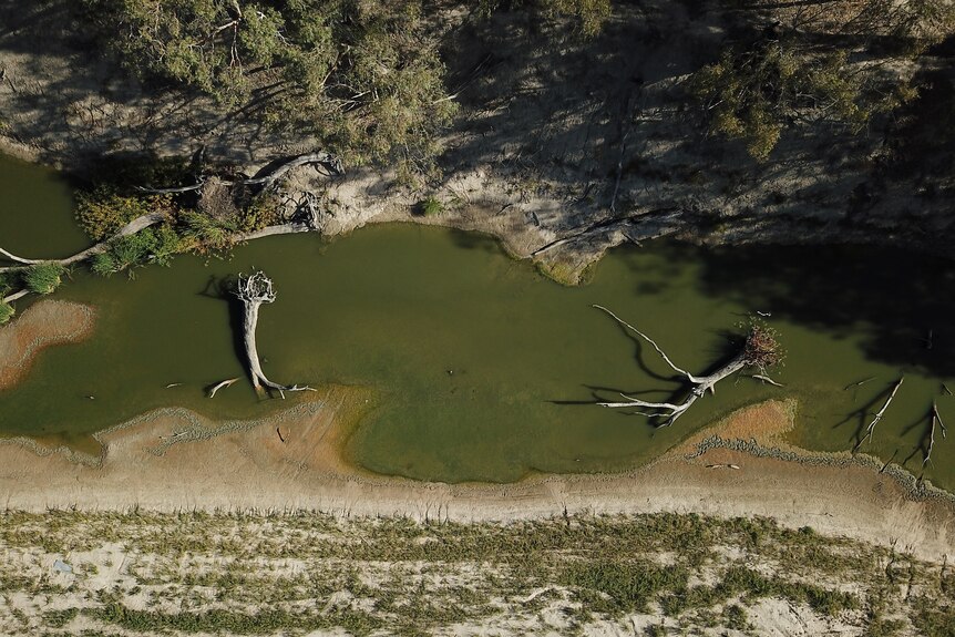 A green, sick looking river near Menindee during the 2019 drought