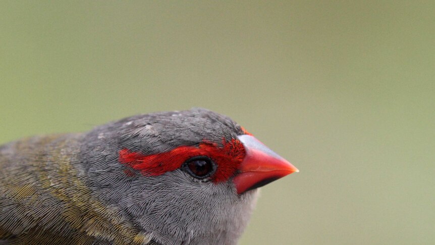 Red-browed Finch