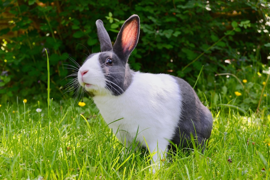 A grey-and-white rabbit outside on green grass.