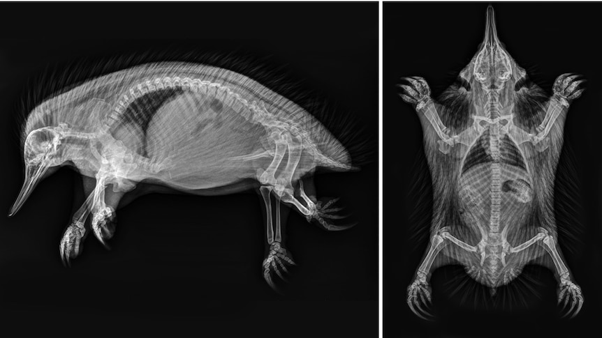 Short-beaked echidna (Tachyglossus aculeatus) xray