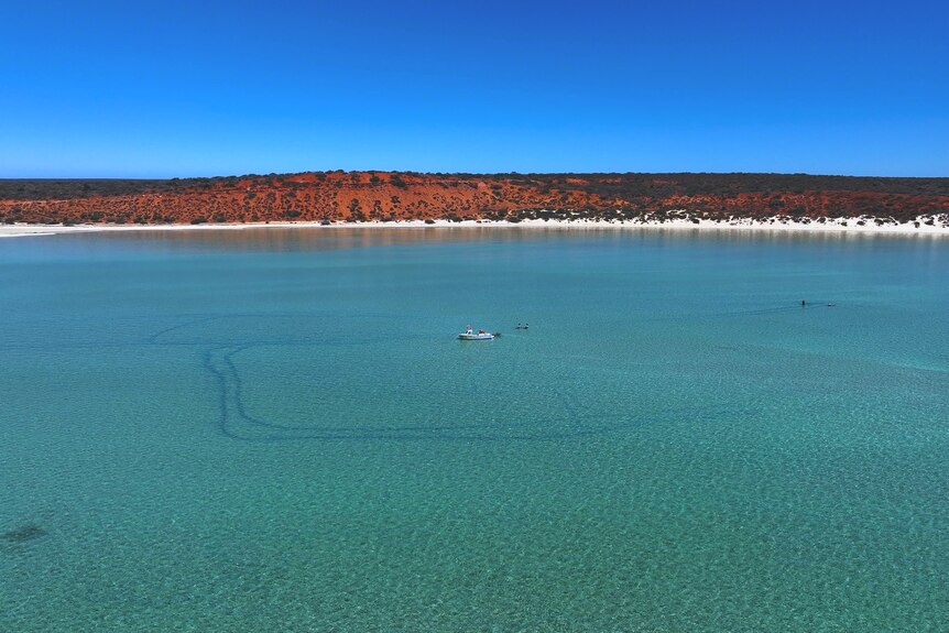 An aerial shot of a boat in the water with lines around it from a shallow harvest. 