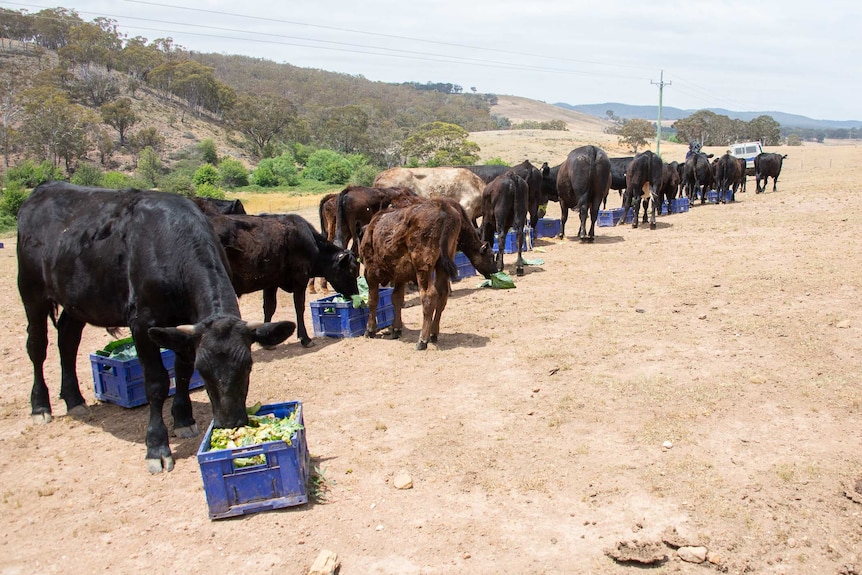 Cattle lining up to eat food scraps on a farm near Goulburn