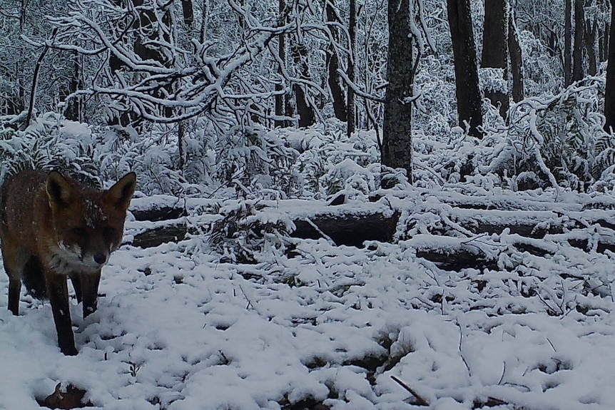 Fox walking through snow in East Gippsland