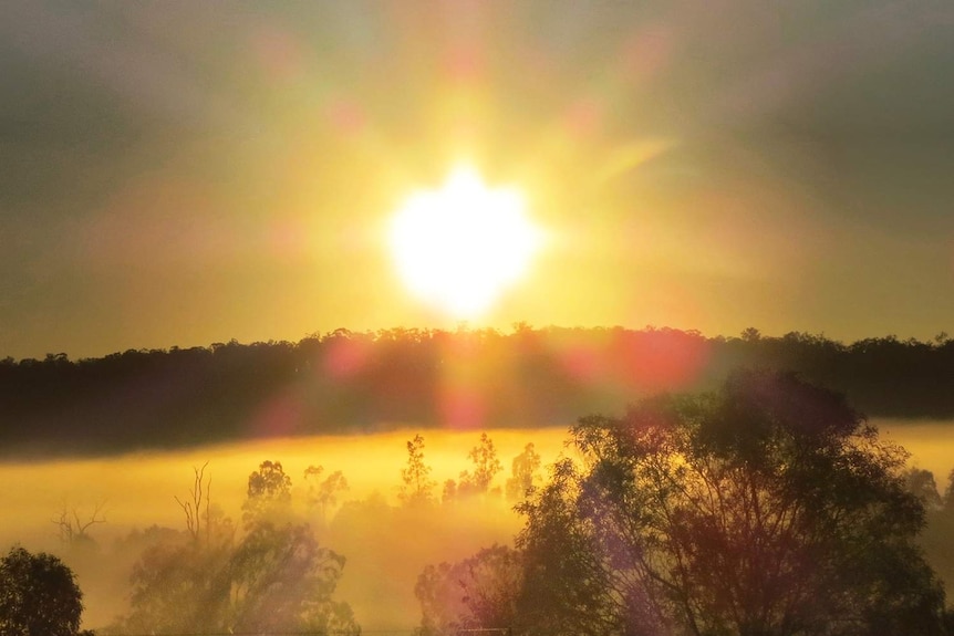 Blazing sun shines over bush in south-east Queensland.