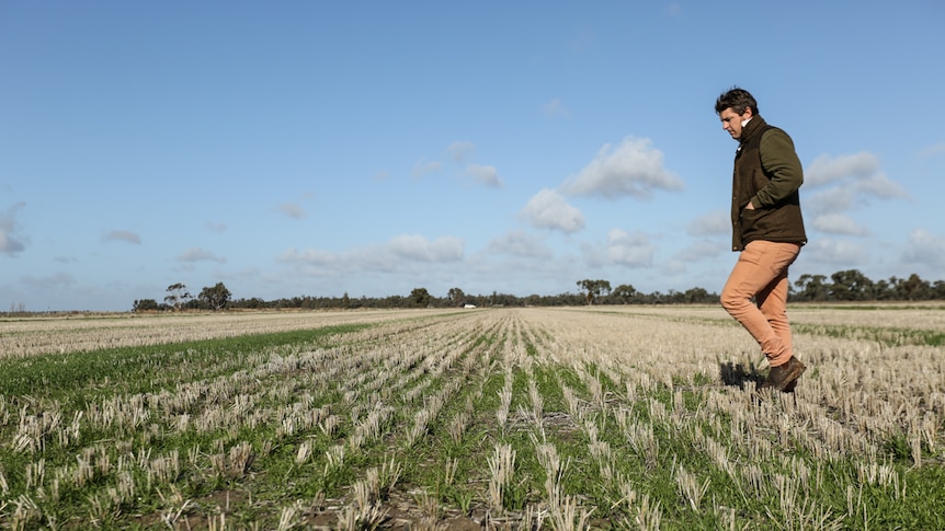 A man walks over stubble in a fallow field.