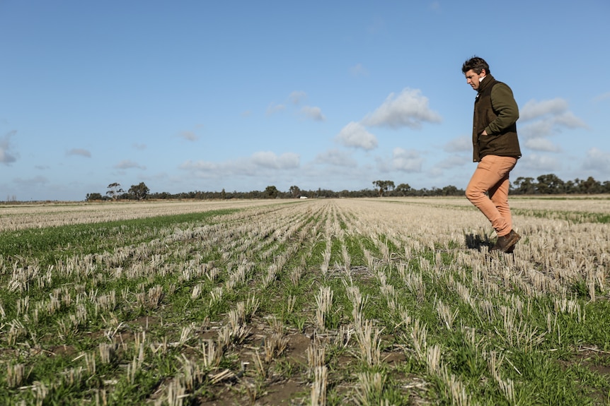 A man walks over stubble in a fallow field.