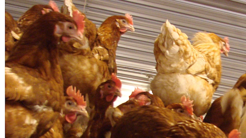 Authorities to investigate bird flu outbreak