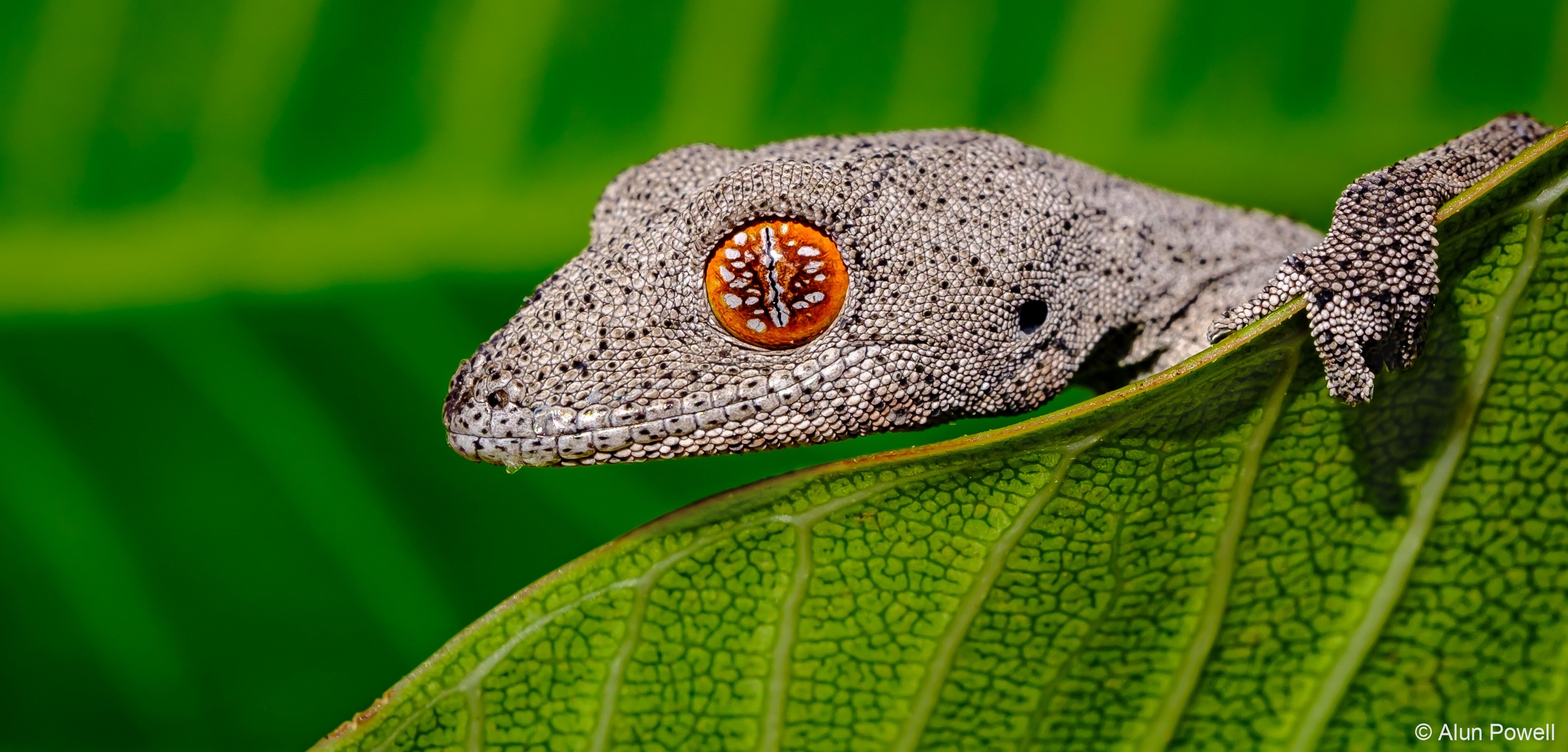 A close up of small beige lizard clinging to a leaf