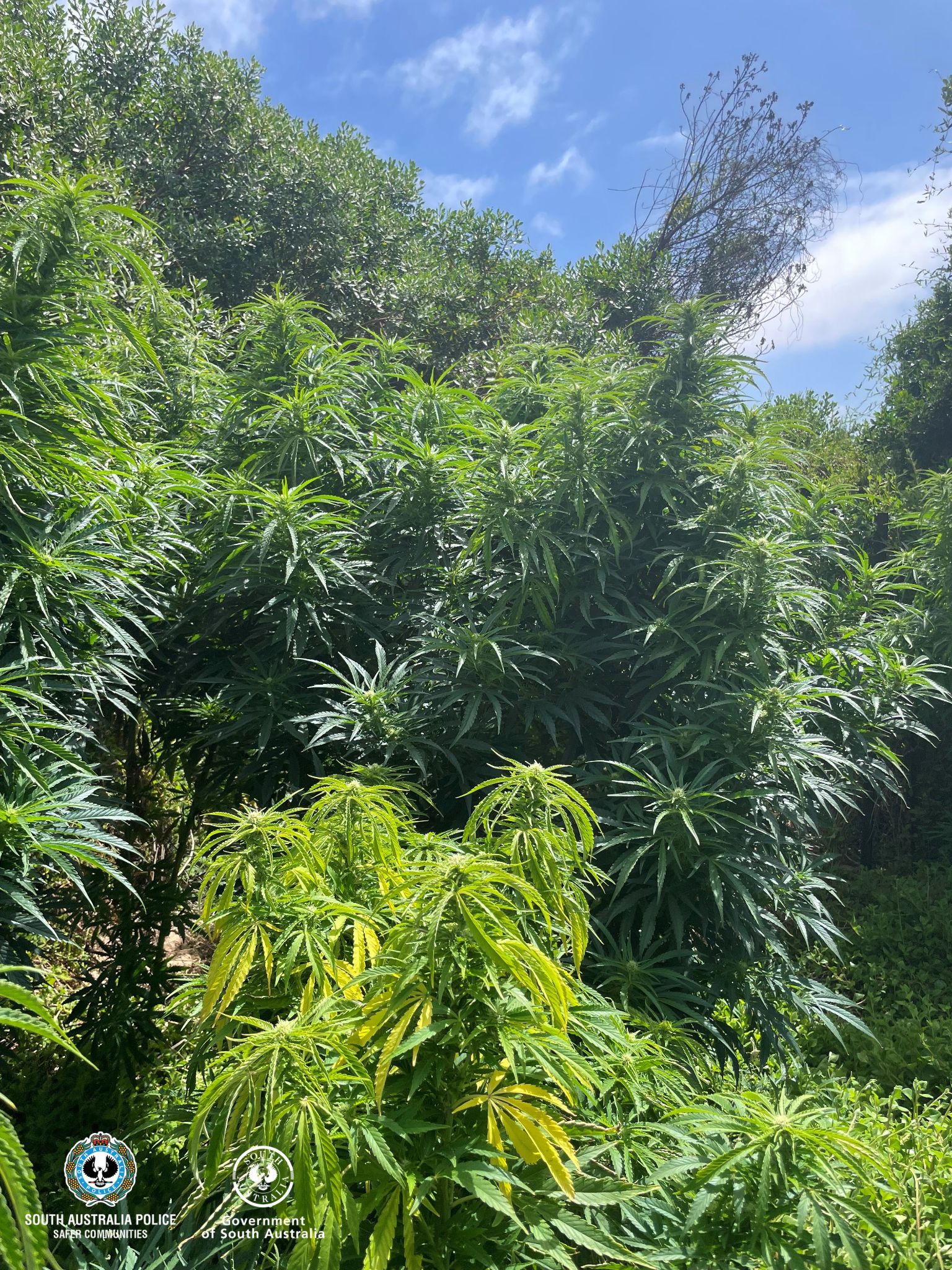 A large crop of tall green cannabis plants.