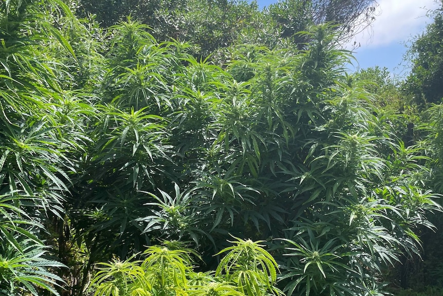A large crop of tall green cannabis plants.