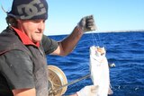 A commercial fisherman in the Gascoyne pulls in fish on a line